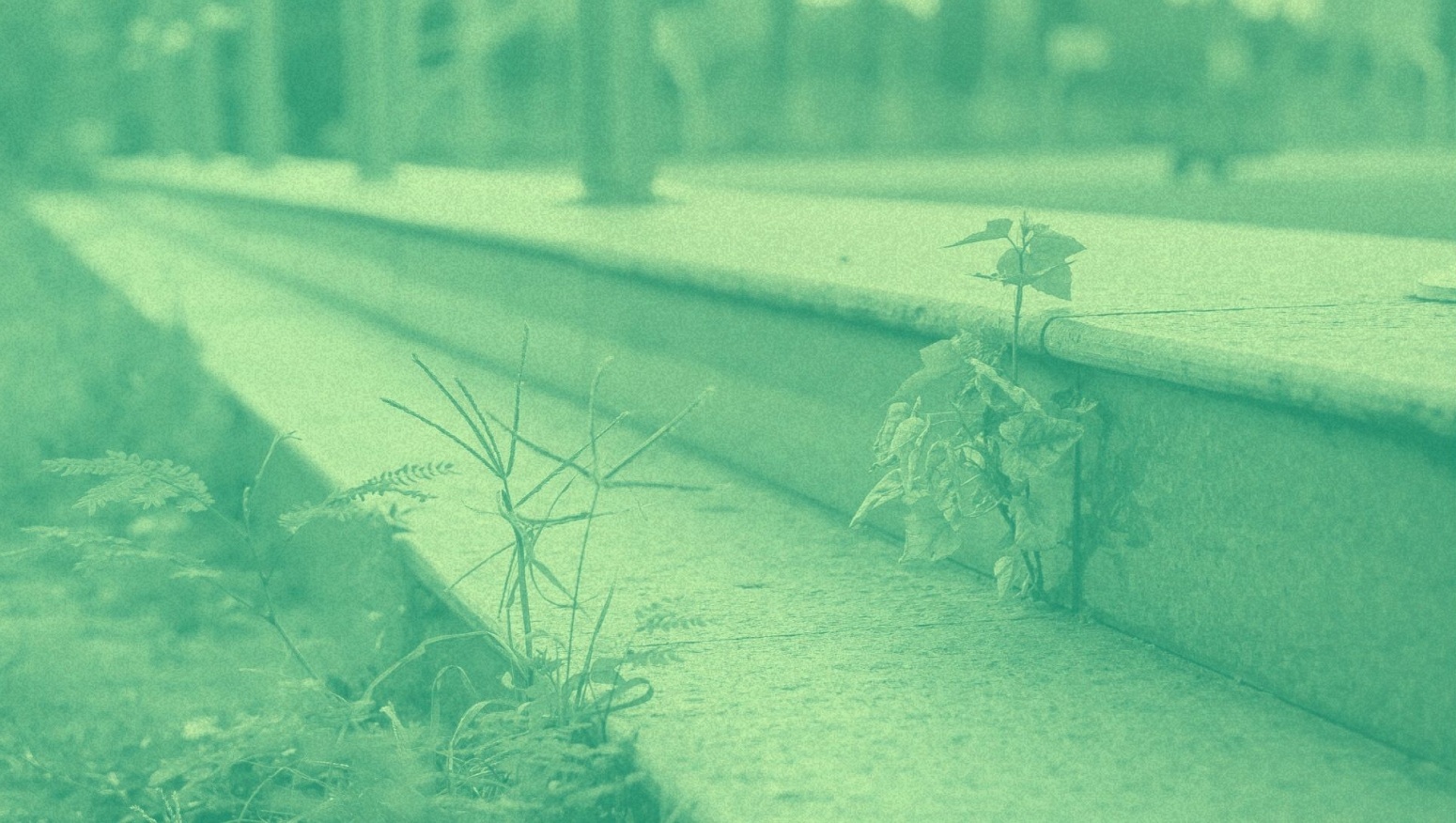 Wilde Planten in de Stad